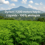 Økologisk Moringa – 60 kapsler med naturlig energi og antioksidanter - Bilde 3