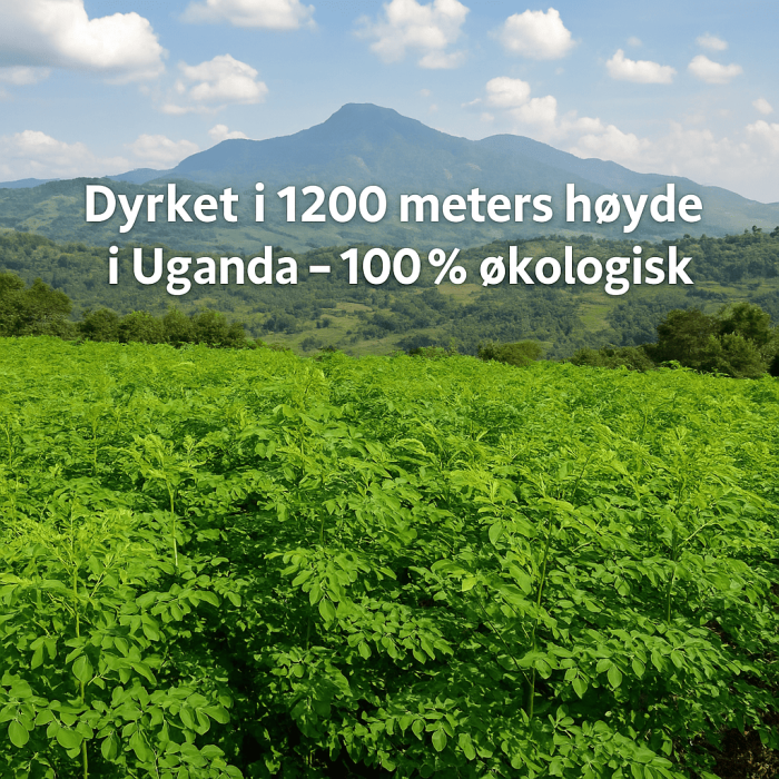 Økologisk Moringa – 60 kapsler med naturlig energi og antioksidanter - Bilde 3